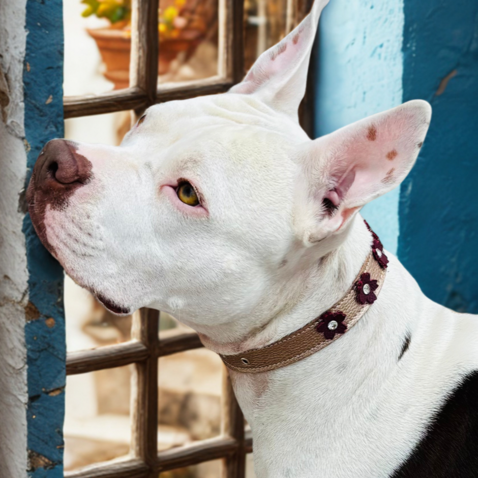 COLLAR PARA PERRO
