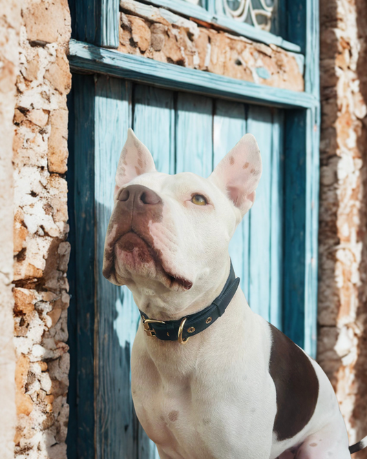 🐾 Cómo elegir el collar ideal para tu perro