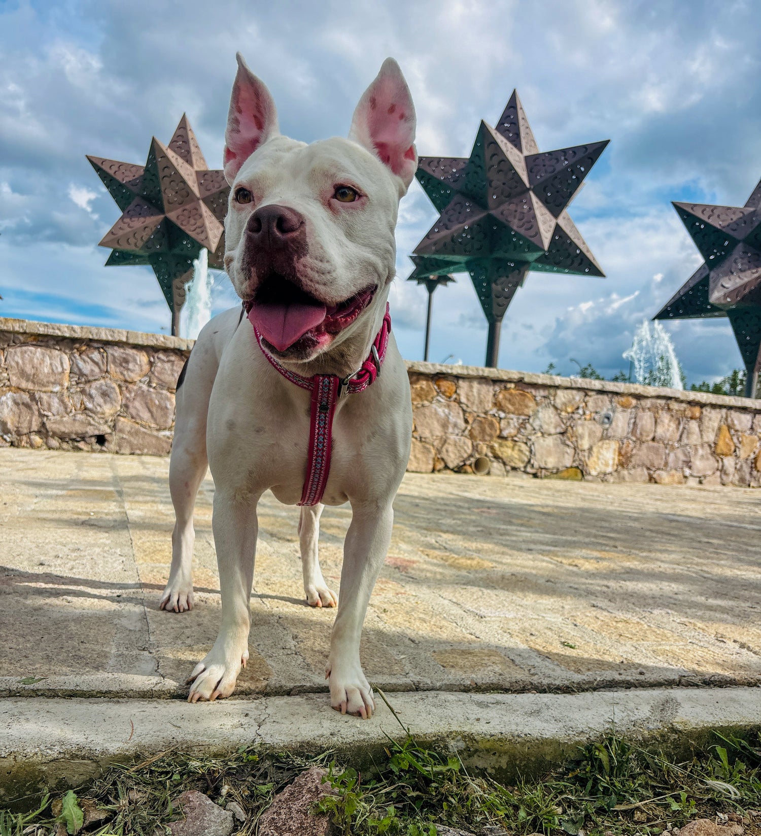 ANES / COLLAR. 2 EN 1